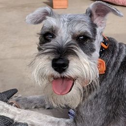 GYPSY - Miniature Schnauzer