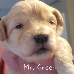 Boy 1 - Apricot Schnoodle puppy in Leitchfield, Kentucky from Eveleigh Acres Puppies