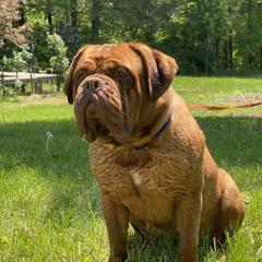 Troya - Dogue de Bordeaux