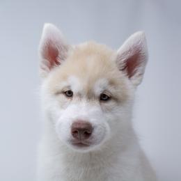 Caramel - Fully Health Tested Parents - Red and white male Siberian Husky puppy in Los Angeles, California from Limitless Huskies