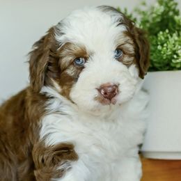 Aussiedoodles, Bernedoodles, Goldendoodles, and Poodles from K Brand Doodles