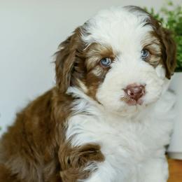 Aussiedoodles, Bernedoodles, Goldendoodles, and Poodles from K Brand Doodles