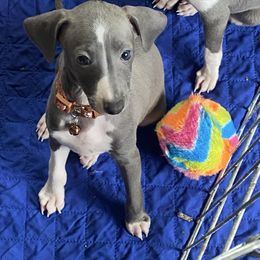 Blue boy - brown collar - Blue fawn male Italian Greyhound puppy in Portland, Oregon from Khani's Basenjis and Italian Greyhounds