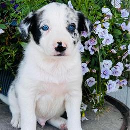 Boy 5 - blue merle - Blue merle male Border Collie puppy in Minden, Iowa from Rocking N Registered Border Collies & Labradors