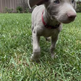 "Pepper" Weimaraner Puppies from Baird Weims - AKC registered