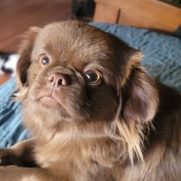 Mischief - Pekingese