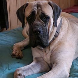 Mastiff All Grown Up from A&D LoneStar Mastiffs