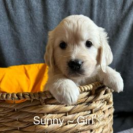 Sunny Girl - Golden Retriever puppy from Puppy Love