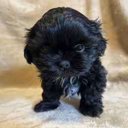 Shih Tzu Puppies from Prestige Shih Tzu Family