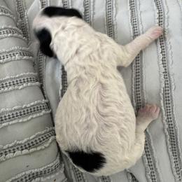 Teal - Black and white female Sheepadoodle puppy in Kissimmee, Florida from Sunflower Family Farms