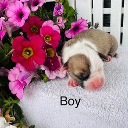 American Pit Bull Terrier and Greyhound Puppies from West Winds American Pit Bull Terriers