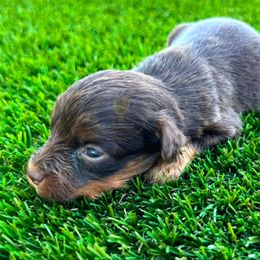 Billy - Liver male Miniature Schnauzer puppy in Big Point, Mississippi from Lorraine's Miniature Schnauzers