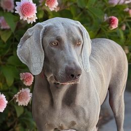 Zola - Weimaraner