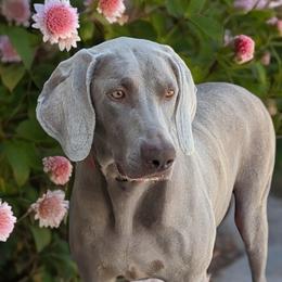 Zola - Weimaraner