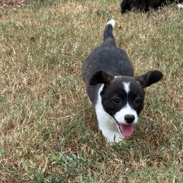 Brindle girl - Brindle and white female American Corgi puppy in Nashville, Arkansas from Whisenhunt Farms