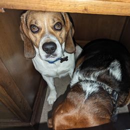 Beagle All Grown Up from Beagles For home