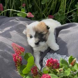 Bentli - Tri-color female Coton de Tulear puppy in Timber, Oregon from Sterling’s Sweet Cotons