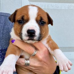 Rachel - Red female American Staffordshire Terrier puppy in Marietta, Georgia from Ambition Amstaffs
