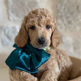 Bernedoodle, Goldendoodle, and Poodle Puppies from Central Valley Canine Companions