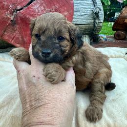 Peaches - Red female Assorted Doodle Crosses puppy in Coal City, Indiana from Angel Blue Dogs