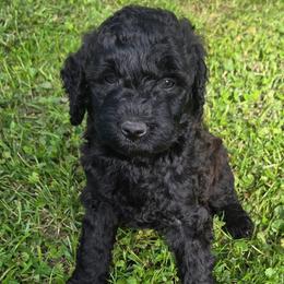 Coco - Black female Labradoodle puppy in Clinton, Ohio from P&L Doodles
