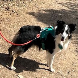 Miniature Australian Shepherds from Wild West Aussies