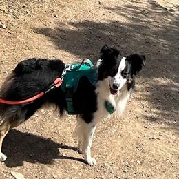 Miniature Australian Shepherds from Wild West Aussies