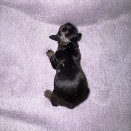 Gomez - Dapple male Dachshund puppy in Hilliard, Florida from Wiggle Weens