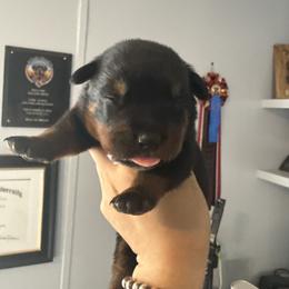 Girl 4 - Black and mahogany female Rottweiler puppy in Cleveland, Texas from Vom Haus Fantasy Rottweiler Kennel