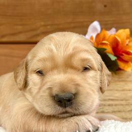 Victoria - Golden female Golden Retriever puppy in Doniphan, Missouri from Stockford’s Golden Retrievers