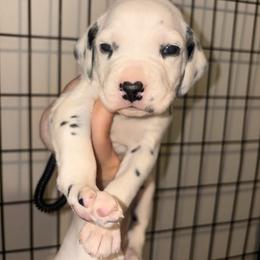 Aeneas - White and black male Dalmatian puppy in Toledo, Ohio from Exquisite Dalmatians & Standard Poodles