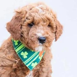 Aussiedoodle and Goldendoodle Puppies from Ever After Doodles Arizona