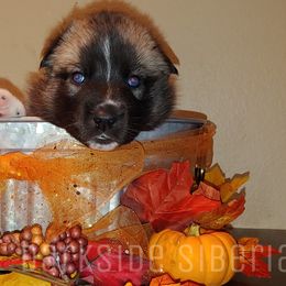 Siberian Husky Puppies from DarkSide Siberians