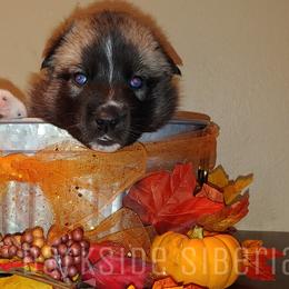 Siberian Husky Puppies from DarkSide Siberians