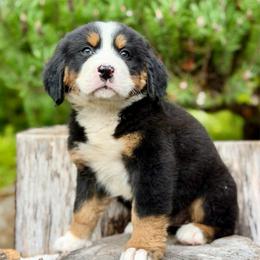 Poison Ivy (Yellow Collar) - Black rust and white female Bernese Mountain Dog puppy in Stanwood, Washington from Butter Cup Pups and Paws