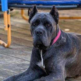 Sophia - Cane Corso