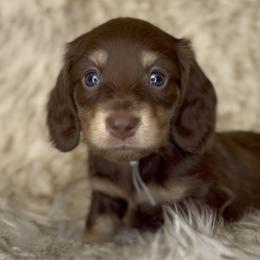 Kenzie's Chocolate and Cream -- Boy (Lt Blue collar) - Chocolate and cream male Dachshund puppy in Kalama, Washington from Dazzling Doxies