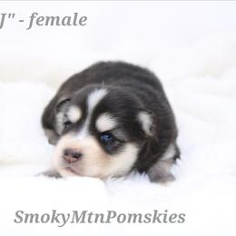 MJ - Black and white female Pomsky puppy in Christiana, Tennessee from Smoky Mountain Pomskies
