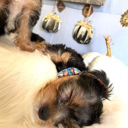 Yorkshire Terrier Puppies from Yuppie Yorkies