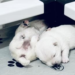 West Highland White Terrier Puppies from SunPeak West Highland White Terriers