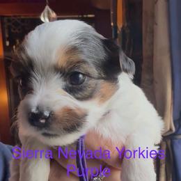 Purple - Parti female Yorkshire Terrier puppy in South Lake Tahoe, California from Sierra Nevada Yorkies