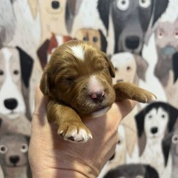 Boy 7 - male Goldendoodle puppy in Placerville, California from New Dawn Poodles and Doodles