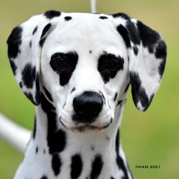 Dalmatians from Spotlight Dalmatians