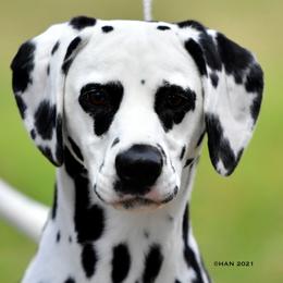 Dalmatians from Spotlight Dalmatians