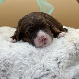 North - Chocolate male Australian Labradoodle puppy in Anderson, California from Shaggy Doodles