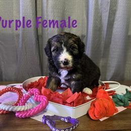 Purple - Tri-color female Bernese Mountain Dog puppy in Delton, Michigan from Rocky Top Acres