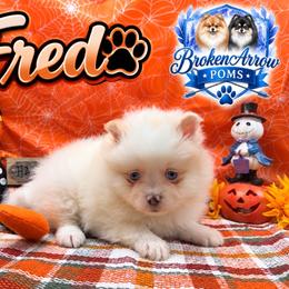 Fred - White male Pomeranian puppy in Sandia, Texas from Broken Arrow Poms