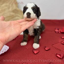 Anna - Brown and white female Bernedoodle puppy in Owasso, Oklahoma from Kallams Bernedoodles & Bernese Mountain Dogs