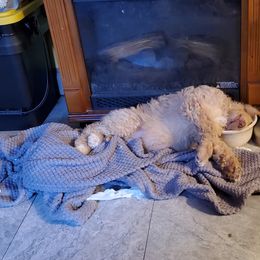 Poodle Puppies from Polly Wally Doodles and Poodles