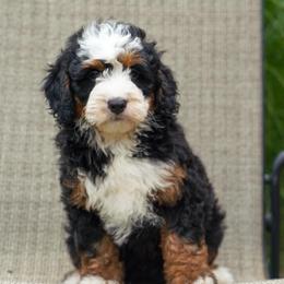Ozark - Tri-color female Bernedoodle puppy in Dundee, Ohio from Down Home Doodle